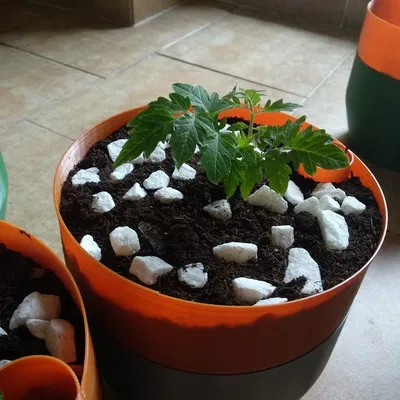 Chậu tự tưới cho chế độ "vase mode"