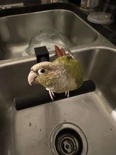 Chỗ Đậu Chim Cho Chậu Tắm Đôi - Image 1