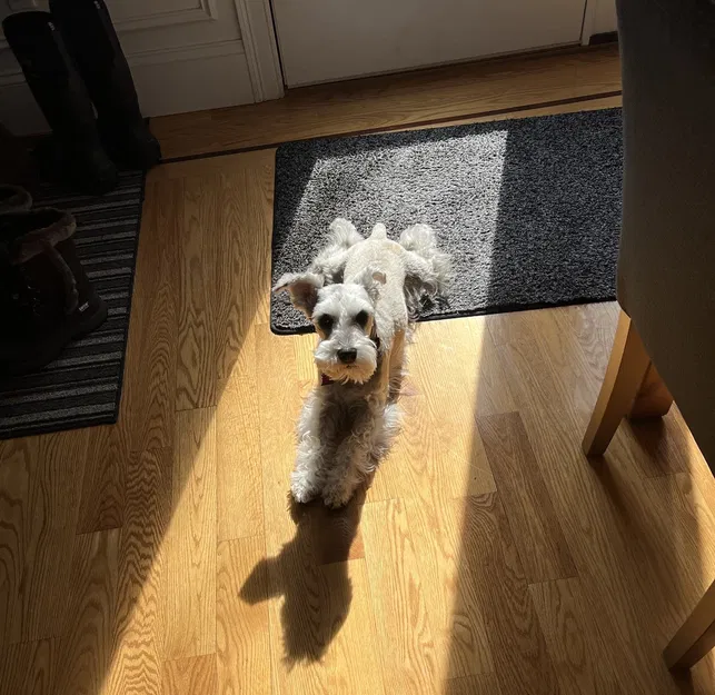 Dấu nhắc Tác vụ Định kỳ cho Cho ăn Thú cưng, Uống thuốc, hoặc Bất kỳ Nhiệm vụ nào - Image 2