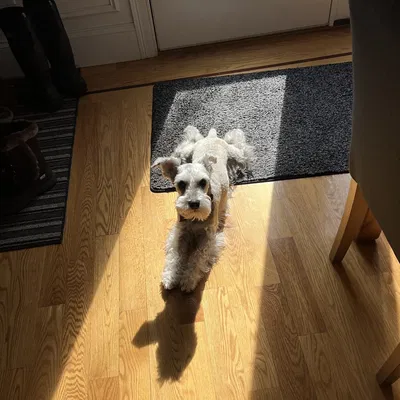 Dấu nhắc Tác vụ Định kỳ cho Cho ăn Thú cưng, Uống thuốc, hoặc Bất kỳ Nhiệm vụ nào