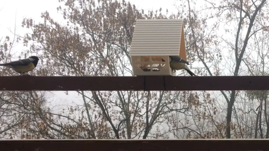 Chỗ Cho Chim Ăn Ấm Cúng - Image 4