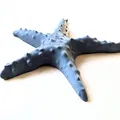 Mô Hình Sao Biển - Thumbnail 1