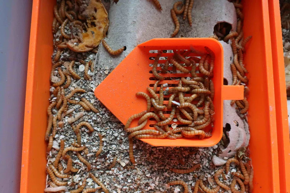 Bột sâu Breating: xẻng với rây cho giun ăn/bọ cánh cứng - muỗng với rây cho giun ăn - Image 1