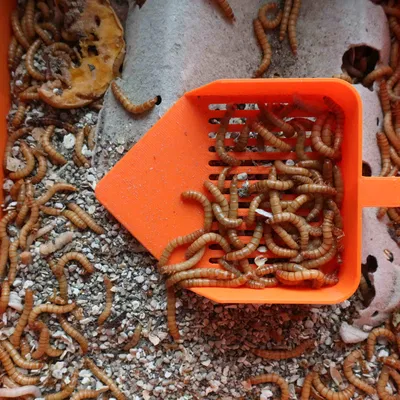 Bột sâu Breating: xẻng với rây cho giun ăn/bọ cánh cứng - muỗng với rây cho giun ăn