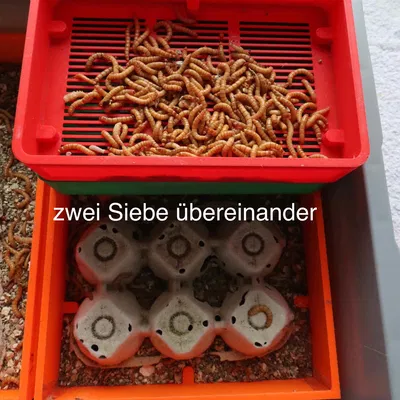 Bột sâu Nhân giống: Sief cho giun ăn - sàng cho giun ăn