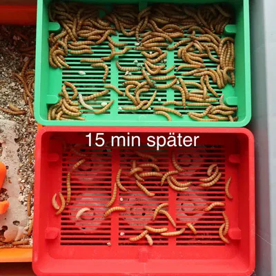 Bột sâu Nhân giống: Sief cho giun ăn - sàng cho giun ăn