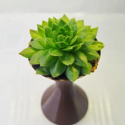 Chế độ hoa/bình hiện đại