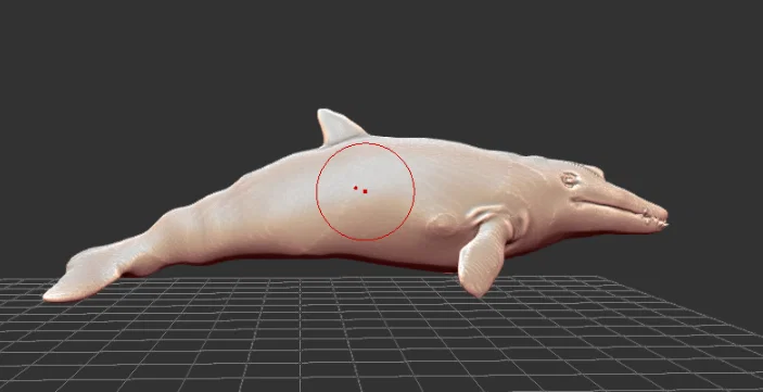 Mô hình 3D Coronodon - Image 1