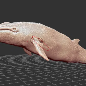 Tohoraata - Cá voi đã tuyệt chủng từ New Zealand