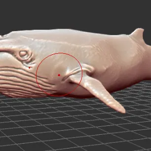 Cetiotherium - Họ hàng cá voi tuyệt chủng