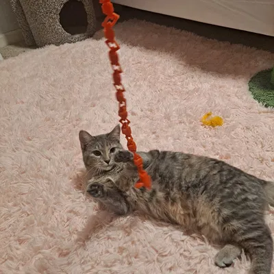 Đồ Chơi Mèo Bằng Ngón Tay Cho Mèo