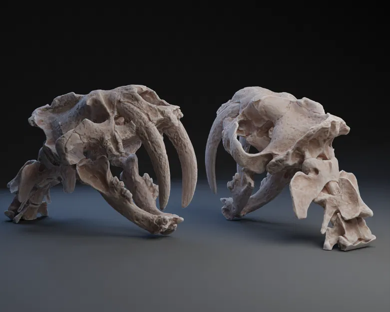 Đầu Lâu Hổ Răng Kiếm - Image 1