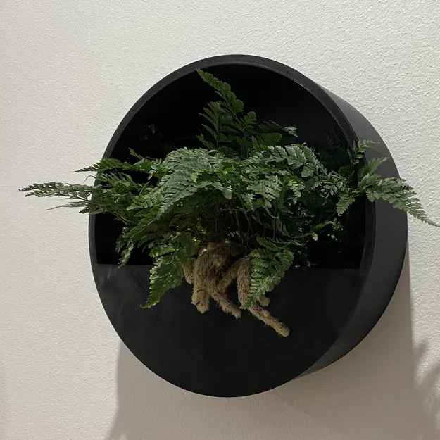 Người trồng tròn tường - Image 1