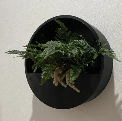 Người trồng tròn tường