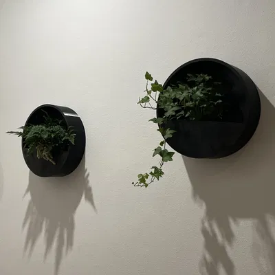 Người trồng tròn tường