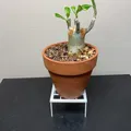 Chân đế chậu cây - Thumbnail 13