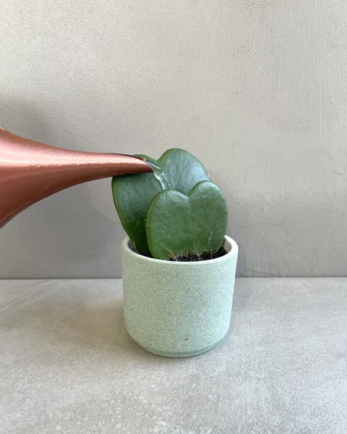 Rò rỉ - Tưới nước có thể - Image 2