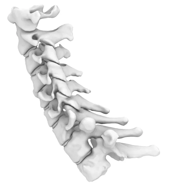 Mô hình Xương Cổ Cứng (Rigid Spine) - Image 1