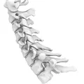 Mô hình Xương Cổ Cứng (Rigid Spine) - Thumbnail 1