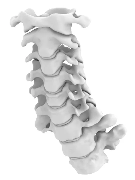 Mô hình Xương Cổ Cứng (Rigid Spine) - Image 3