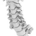 Mô hình Xương Cổ Cứng (Rigid Spine) - Thumbnail 3