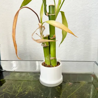 Kệ Trồng Cây Thủy Sinh Cho Hồ Cá