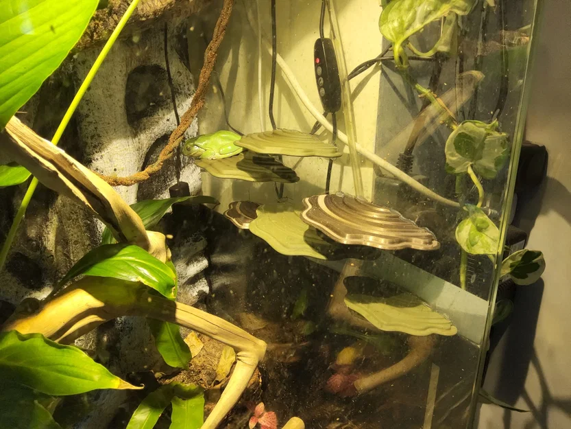 Bệ Nấm Terarium Cho Ếch Cây - Image 3