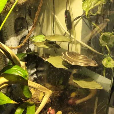 Bệ Nấm Terarium Cho Ếch Cây