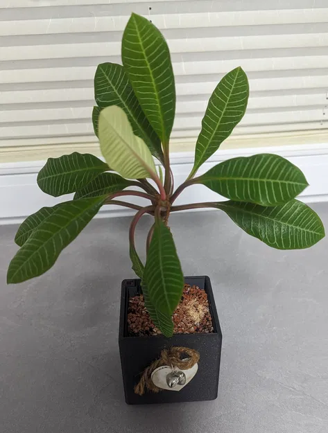 PLOTHPOT CHO NÓC THUỐC/Kế hoạch thủy canh - Image 1