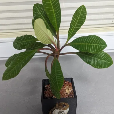 PLOTHPOT CHO NÓC THUỐC/Kế hoạch thủy canh