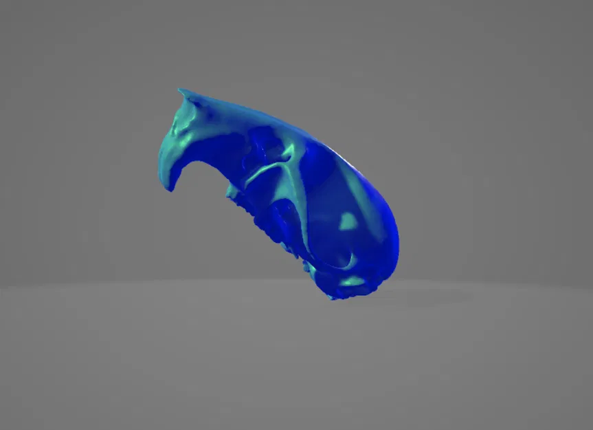 Hộp Sọ Chuột 3D - Image 1