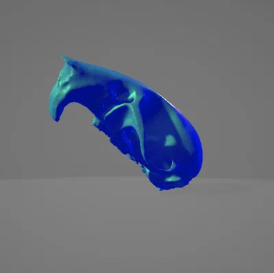 Hộp Sọ Chuột 3D