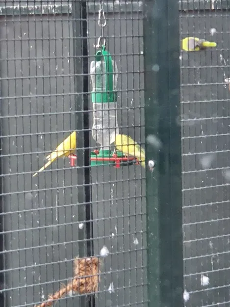 Chén uống nước cho chim có đế - Image 2