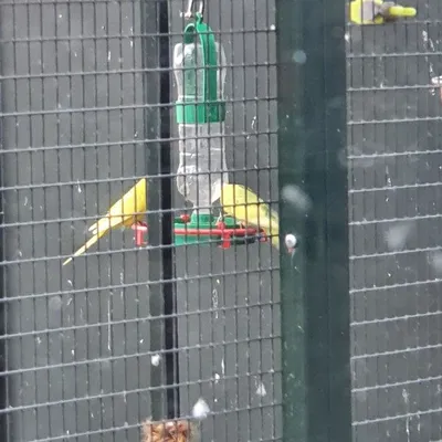 Chén uống nước cho chim có đế