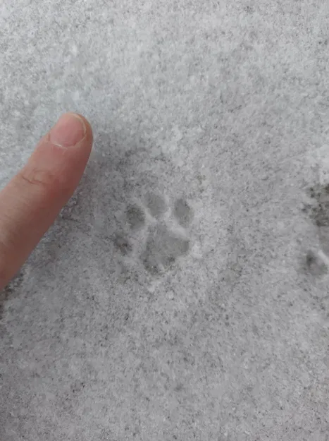 Con dấu chân mèo - Image 2