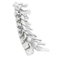 Xương Cổ Sống Linh Hoạt - Thumbnail 1