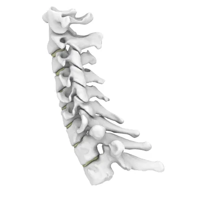 Xương Cổ Sống Linh Hoạt