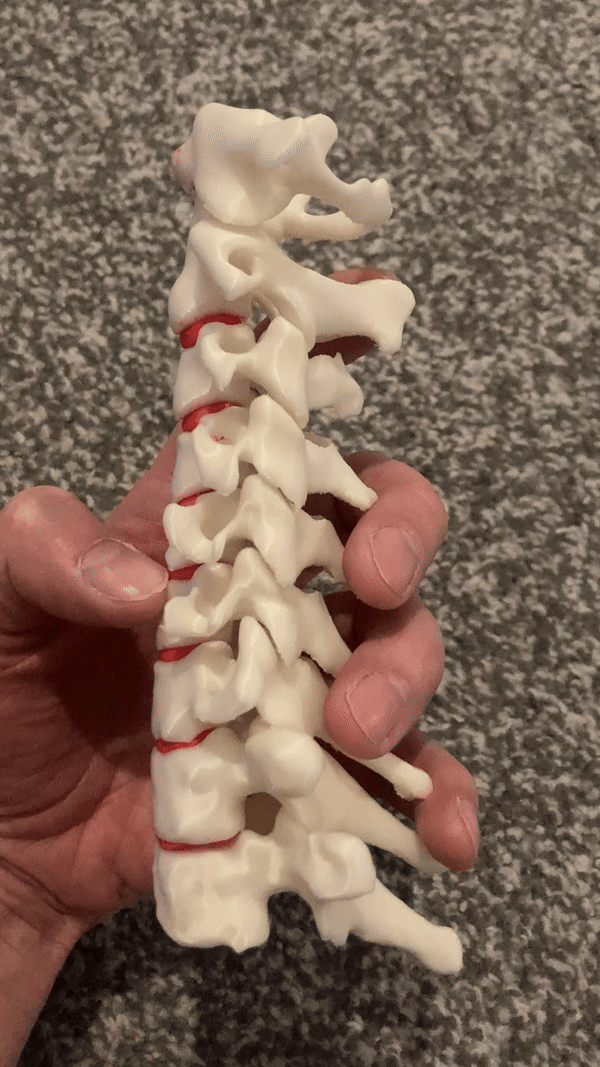 Xương Cổ Sống Linh Hoạt - Image 2