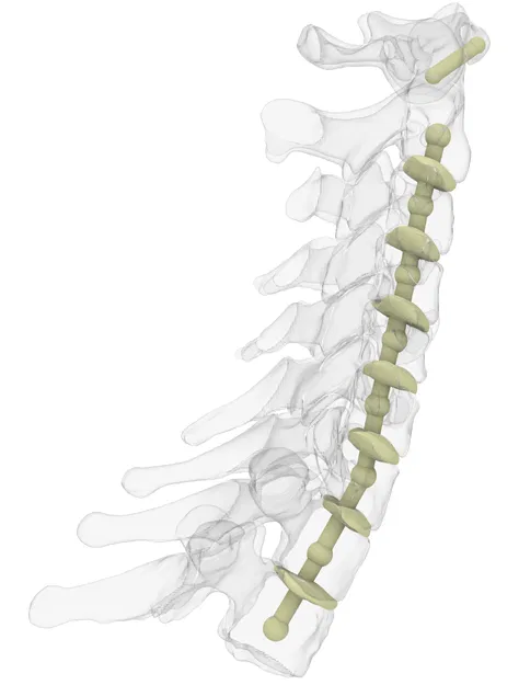 Xương Cổ Sống Linh Hoạt - Image 5