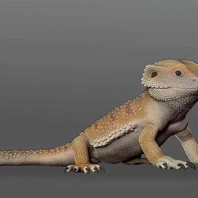 Tượng Rồng Úc Có Râu