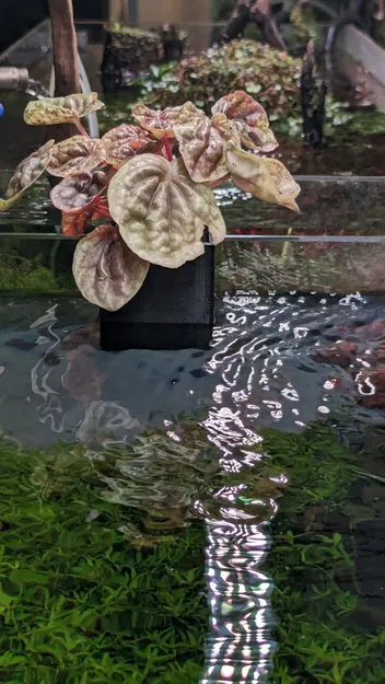 Chậu Trồng Cây Thủy Sinh In Không Cần Support Dễ Dàng - Dùng Cho Kính 4-13mm - Image 1