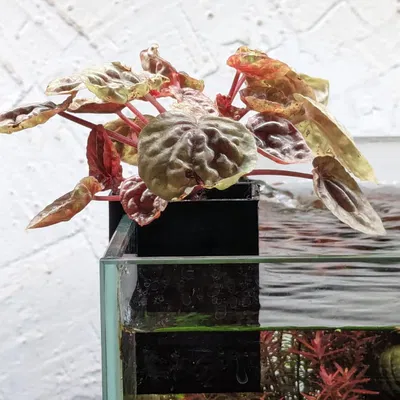 Chậu Trồng Cây Thủy Sinh In Không Cần Support Dễ Dàng - Dùng Cho Kính 4-13mm