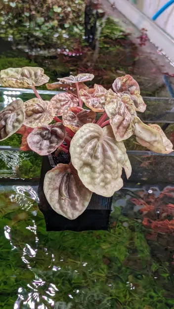 Chậu Trồng Cây Thủy Sinh In Không Cần Support Dễ Dàng - Dùng Cho Kính 4-13mm - Image 3