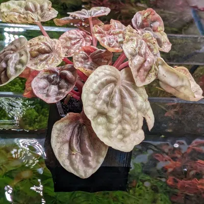 Chậu Trồng Cây Thủy Sinh In Không Cần Support Dễ Dàng - Dùng Cho Kính 4-13mm