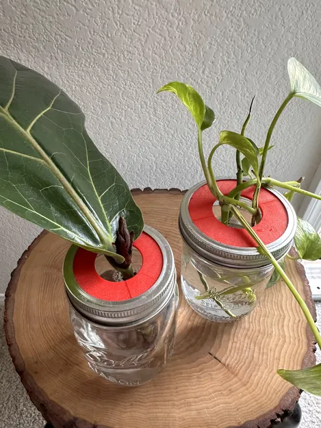 Nắp ươm cây cho bình Mason jar - Image 1