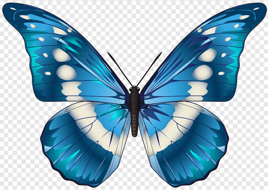 Mô Hình Bướm 3D - Image 2