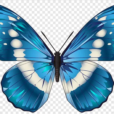 Mô Hình Bướm 3D