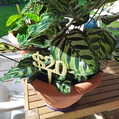 BIỂN BÁO GIÁ ĐÔ LA CHO CHẬU CÂY