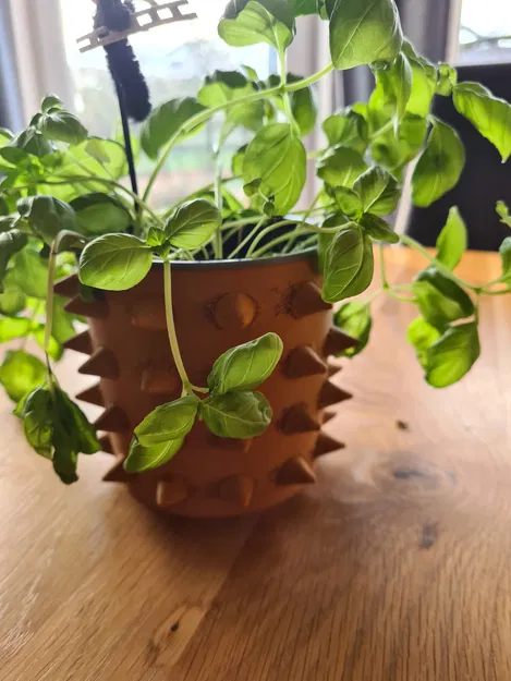 Chậu Hoa Gai - Image 1