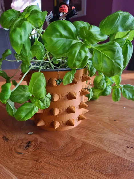 Chậu Hoa Gai - Image 4